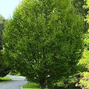 Hornbeam - Carpinus bet. 'Fastigiata'