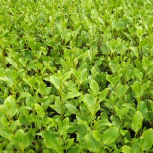 Griselinia littoralis