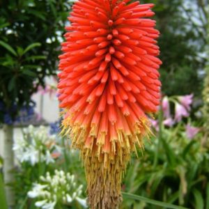 Kniphofia ‘little Maid’