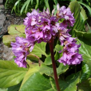 Bergenia