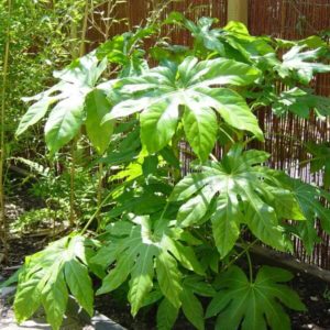 Fatsia japonica