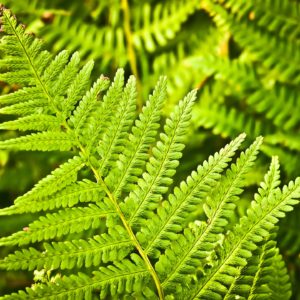 Ferns