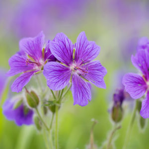 Geranium Brookside