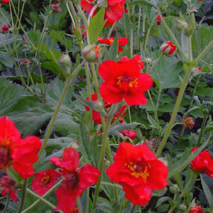 Geum ‘mrs J.Bradshaw’