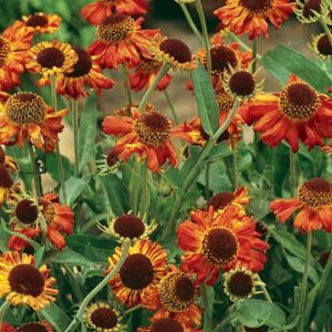 Helenium Moerheim Beauty