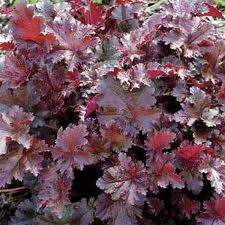 Heuchera Marmalade