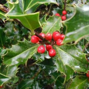 Ilex aquifolium