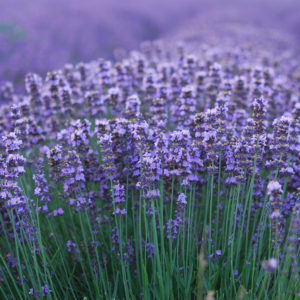 Lavender (English)