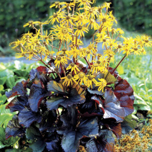 Ligularia Sten. ‘little Rocket’