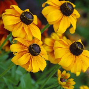 Rudbeckia ‘goldstrum’