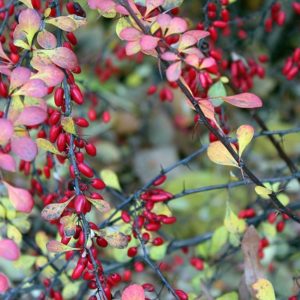 Berberis 'Red Jewel'
