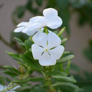 White Periwinkle