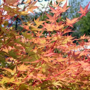 Acer pal. 'Sangokaku'