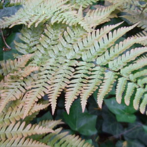 Dryopteris erythrosora