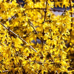 Forsythia int. 'Lynwood'