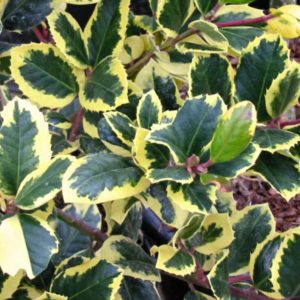 Ilex altaclerensis 'Golden King'