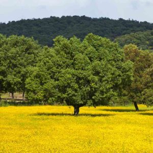 Holm oak - Quercus ilex