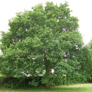 Oak - Quercus robur