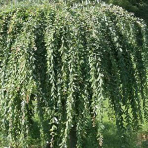 Weeping willow - Salix integra 'Pendula'