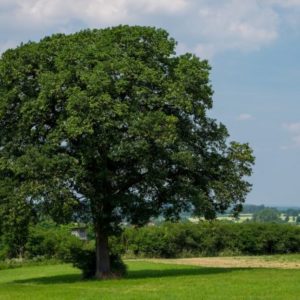 Sessile oak - Quercus petraea
