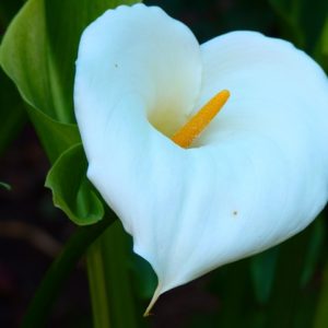 Zantedeschia Aethiopica