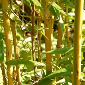 Bamboo