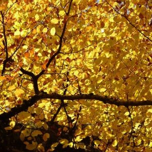 Beech tree- Fagus sylvatica