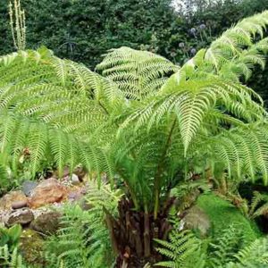 Dicksonia antarctica