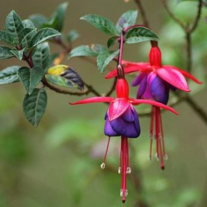 Fuchsia 'Riccartonii'