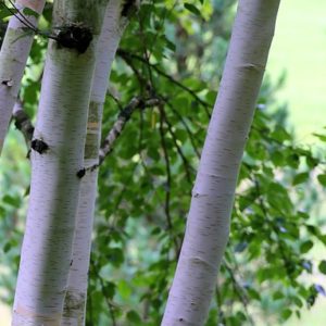 Himalayan Birch - Betula utilis jacquemontii