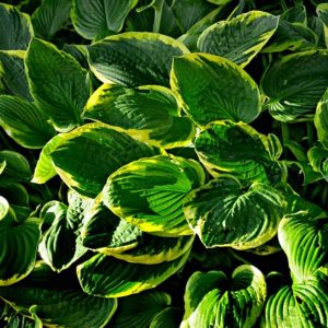 Hosta 'Wide Brim'