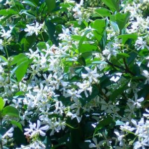 Star jasmine - Trachelospermum jasminoides