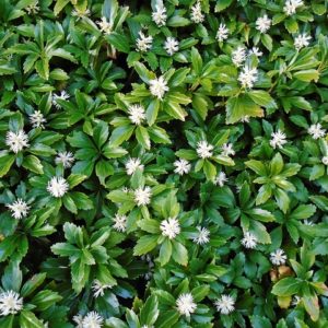 Pachysandra term. 'Green Sheen'
