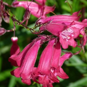 Penstemon Garnet