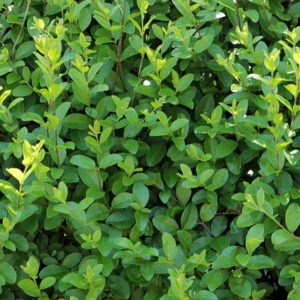 Green Privet