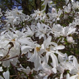 Magnolia stellata