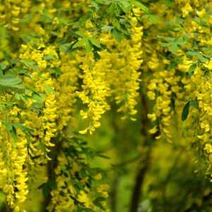 Laburnum wat. 'Vossii'