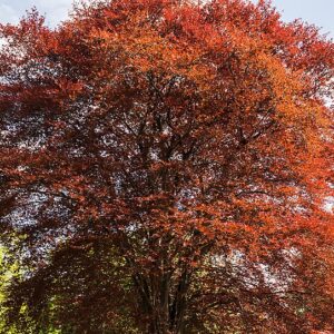 Copper Beech - Fagus syl. 'Atropunicea'