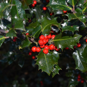 English Holly - Ilex aquifolium
