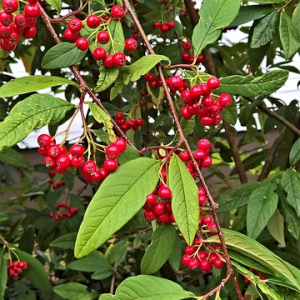 Cornubian Cotoneaster - Cotoneaster wat. 'Cornubia'
