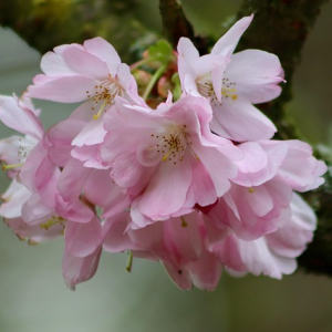 Japanese Alpine Cherry - Prunus nipponica 'Ruby'