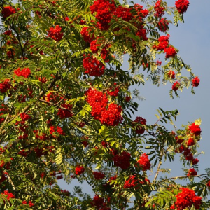 Rowan / Mountain Ash - Sorbus aucuparia