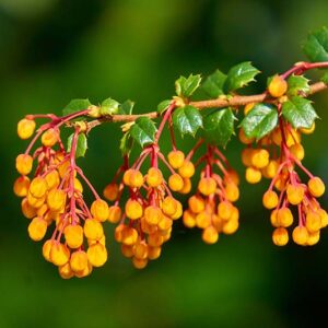 Berberis darwinii