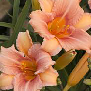 Hemerocallis 'Everyday Lily Pink'
