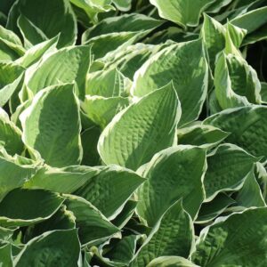 Hosta 'Patriot'