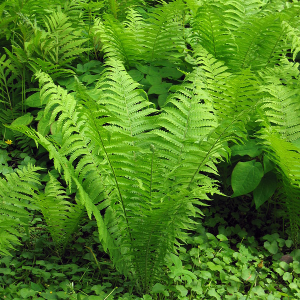 Shuttlecock fern - Matteuccia struthiopteris