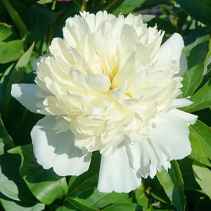 Paeonia (LD) 'Laura Dessert'