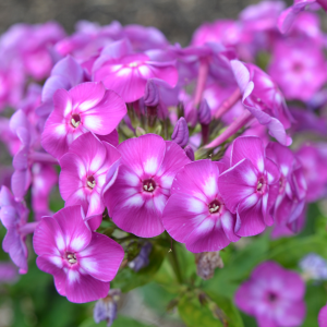 Phlox (P) 'Laura'
