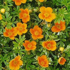 Potentilla f. 'Hopley's Orange'