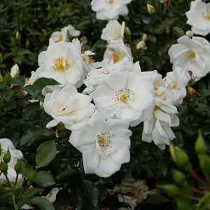 Rose - Flowercarpet' White